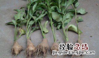 白术种植方法管理技术规范 白术种植方法管理技术