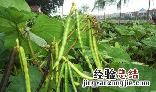 绿豆怎么种植方法小学生 绿豆的种植方法步骤小学生