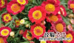 玛格丽特花花语什么意思 玛格丽特花花语