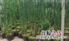 芦苇移植方法 芦苇移植方法是怎样的