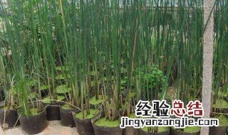 芦苇移植方法 芦苇移植方法是怎样的