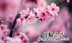 梅花的气味是什么样子的呢 梅花的简介