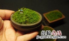 青苔的培育方法 青苔的培植方法