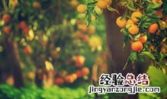 花秋树果实食用方法 花秋树有什么用途