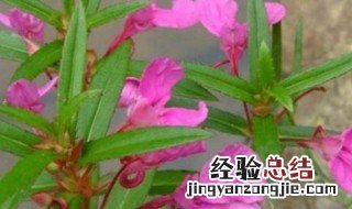 凤仙花是怎么传播种子的视频 凤仙花是怎么传播种子的