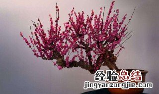 盆栽梅花怎么养才能开花 盆栽梅花怎么养