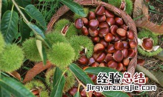 栗子怎么存放 新鲜板栗怎么保存