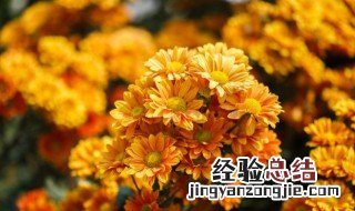 红菊花茶图片 红菊花代表什么意思