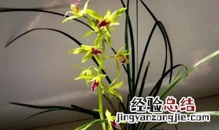 九节兰花如何种植 九节兰花的种植方法