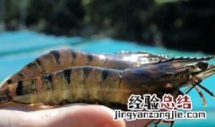 虎虾是淡水还是海水养殖 海水虾虎鱼可以淡水养吗