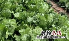 立冬后种什么菜 立冬后可以种植哪些蔬菜