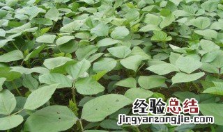 绿豆怎么种植方法 种植方法如下