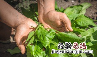 菠菜的养护方法 菠菜应该如何施肥