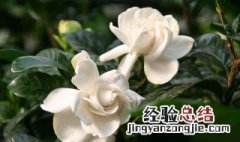 桅子干叶什么原因 栀子花干叶是什么原因