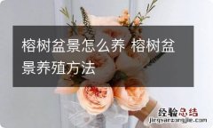 榕树盆景怎么养 榕树盆景养殖方法