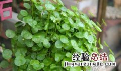 金钱草种植方法 种金钱草用什么土最合适