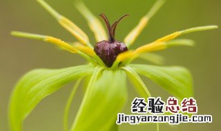 重楼种植方法 重楼如何收获