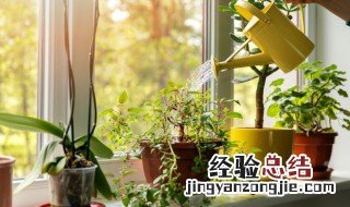 客厅植物展示风水 客厅植物摆放位置风水