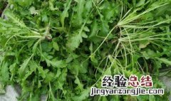 怎么储存荠菜 怎样储存荠荠菜