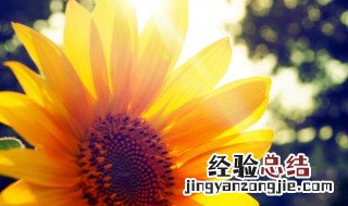 励志正能量早安句子 励志正能量早安句子有哪些