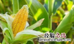 梦到收玉米什么意思 梦到收玉米什么意思周公解梦