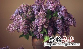 盆栽丁香花的养殖方法和注意事项 丁香花的风水禁忌