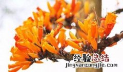 火烧花如何种植 如何使火烧花在元旦开花