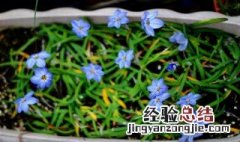 花韭种球种反了 观赏花韭种球种植方法