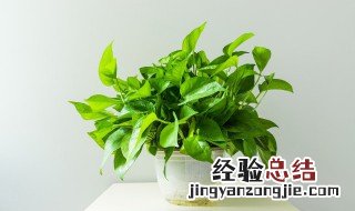怎样才能让绿萝的叶子又绿又亮呢 怎样才能让绿萝的叶子又绿又亮呢