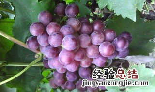 葡萄怎么存放的时间长 葡萄的存放方法