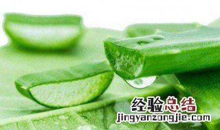 涂完芦荟胶要用水洗吗过夜 涂完芦荟胶要用水洗吗