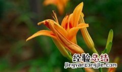 忘忧花和忘忧草的区别是什么 关于忘忧花和忘忧草的区别介绍