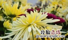 菊花养殖方法和注意事项 菊花怎么养殖