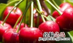 车厘子种植技巧教学 车厘子种植技巧教学