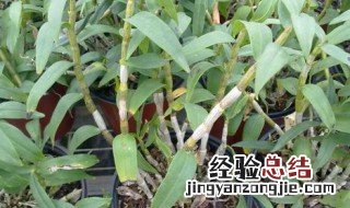铁皮石斛种植方法 铁皮石斛种植方法是什么