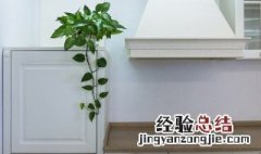 绿植摆设教程 绿植的摆放技巧位置