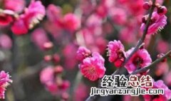 花中四君子是指 花中四君子是指哪四种植物