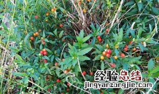 珊瑚果种植方法 珊瑚樱果怎么种植