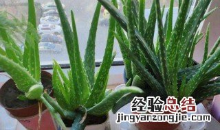 芦荟的花语是什么意思 芦荟花代表什么