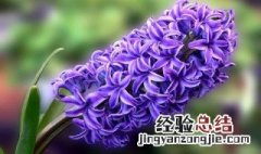 风信子不开花怎么解决方法 风信子不开花怎么解决