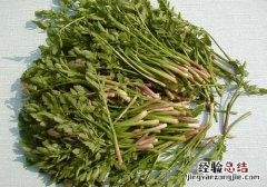 孕妇能吃野芹菜嘛 孕妇能吃野芹菜吗