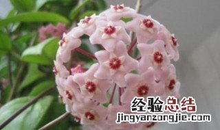 球兰花的养殖方法 球兰花如何养殖