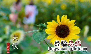 入伏吃凉的会怎么样 入伏吃凉面图片