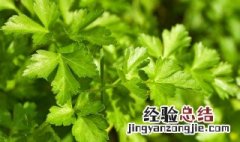 香菜的移栽方法 阳台种植可以这样做