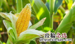 生玉米可以放微波炉烤熟吗 生玉米直接放微波炉可以熟吗