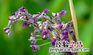 再力花什么时候开花 再力花什么时候播种