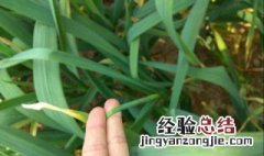 怎么摘蒜苔才不会伤害蒜头 怎么摘蒜苔