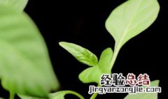 培育绿植小技巧 培育绿植小技巧有哪些