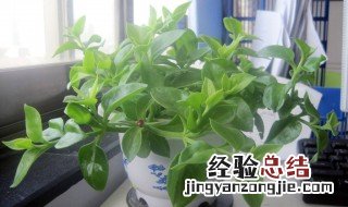 办公室适合放什么植物风水好 办公室适合放什么植物