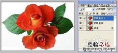 怎样用Photoshop制作彩色玫瑰 如何制作彩色玫瑰